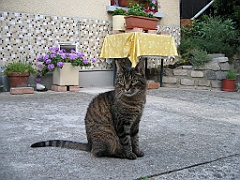 Micky dans la cour 3